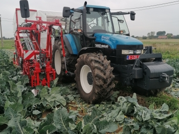 Cabbage harvester 