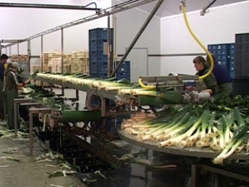 Leek washing machine